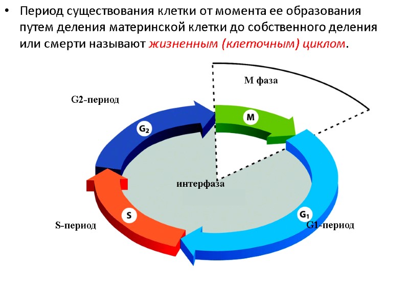 М фаза интерфаза G1-период S-период G2-период Период существования клетки от момента ее образования путем